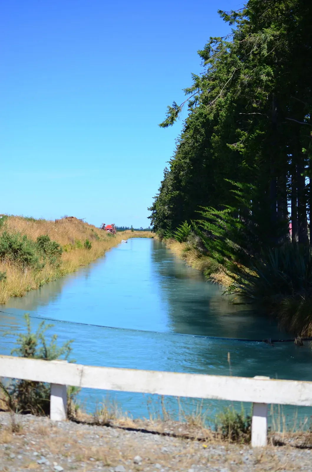 A Canterbury irrigation race bordered by pasture and shelter trees.